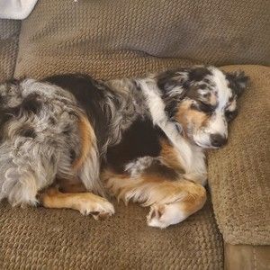 Meet your Posher, Ronald